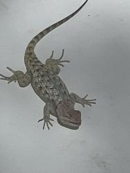 Found/Stray Unknown Reptile last seen Cheyenne/Torrey Pines, Las Vegas, NV 89108