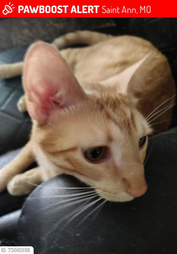 Lost Male Cat last seen North Lindbergh, Saint Ann, MO 63074