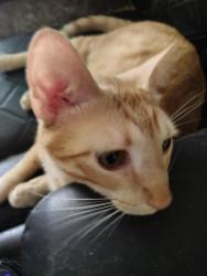 Lost Male Cat last seen North Lindbergh, Saint Ann, MO 63074
