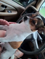 Reunited Female Dog last seen Holloway rd. & Wallace rd., Plant City, FL 33566