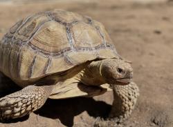Lost Male Other last seen Seaqueat Trails, San Diego County, CA 92024