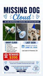 Lost Male Dog last seen Cherry Guardino, walnut, Fremont, CA 94536