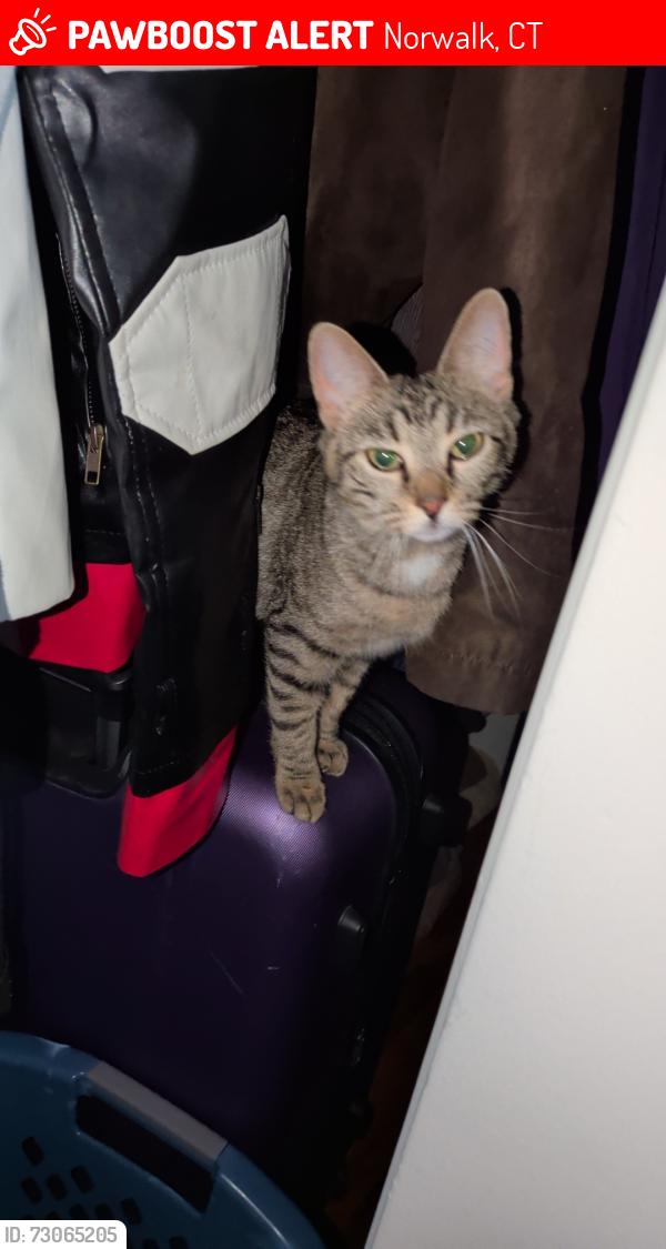 Lost Female Cat last seen Near reserve apmts , Norwalk, CT 06851