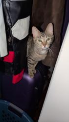 Lost Female Cat last seen Near reserve apmts , Norwalk, CT 06851