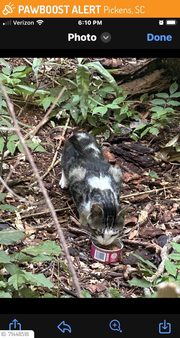 Found/Stray Male Cat last seen Masters grocery, Pickens, SC 29671