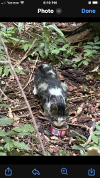 Found/Stray Male Cat last seen Masters grocery, Pickens, SC 29671