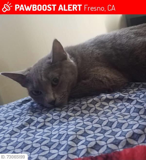 Lost Female Cat last seen Maple and Tyler, Fresno, CA 93702