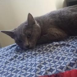 Lost Female Cat last seen Maple and Tyler, Fresno, CA 93702