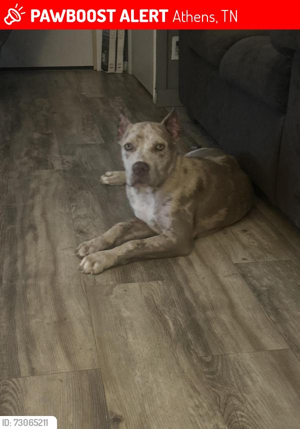 Lost Male Dog last seen Dollar General, Athens, TN 37303