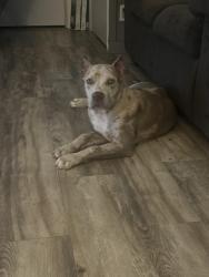 Lost Male Dog last seen Dollar General, Athens, TN 37303