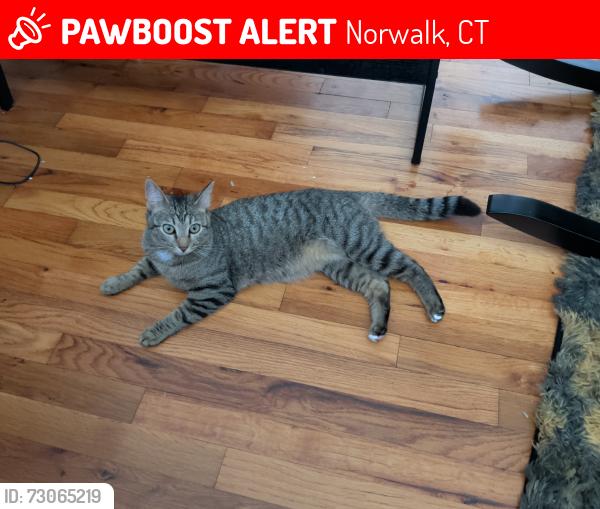 Lost Female Cat last seen Near Reserve apmts , Norwalk, CT 06851