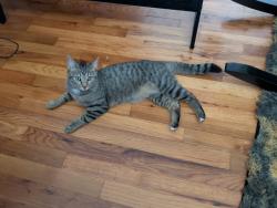 Lost Female Cat last seen Near Reserve apmts , Norwalk, CT 06851