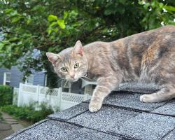 Found/Stray Female Cat last seen Vernon Rd and Charles St , Columbus, OH 43209