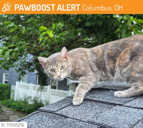 Found/Stray Female Cat last seen Vernon Rd and Charles St , Columbus, OH 43209