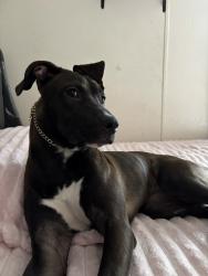 Lost Female Dog last seen Ross Ave SE, Albuquerque, NM 87108