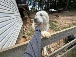 Lost Male Dog last seen Kingston Georgia, Kingston, GA 30145