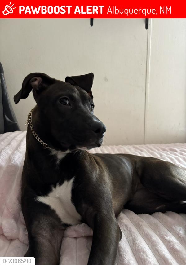 Lost Female Dog last seen Ross Ave SE, Albuquerque, NM 87108