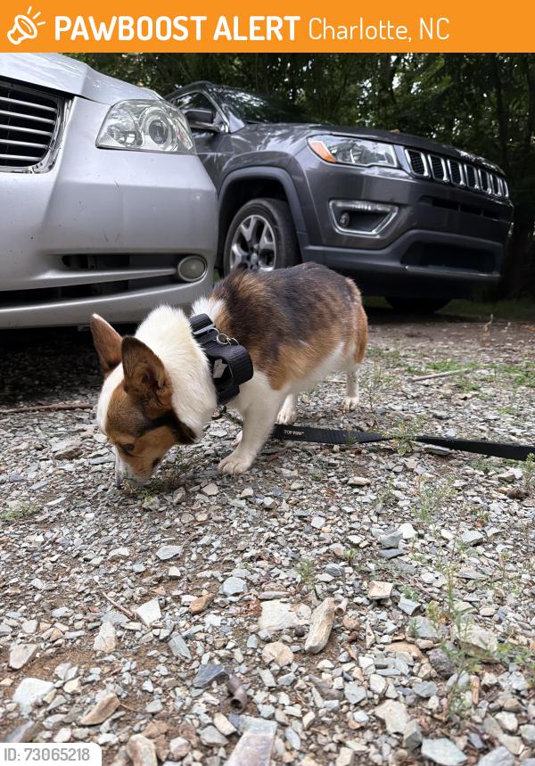 Found/Stray Female Dog last seen Old meadow rd and dwightware blvd, Charlotte, NC 28227