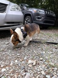 Found/Stray Female Dog last seen Old meadow rd and dwightware blvd, Charlotte, NC 28227