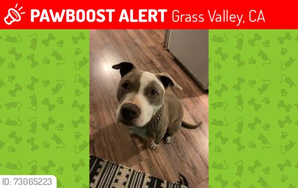 Lost Male Dog last seen Near grass valley CA 95945, Grass Valley, CA 95945
