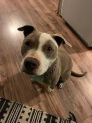 Lost Male Dog last seen Near grass valley CA 95945, Grass Valley, CA 95945