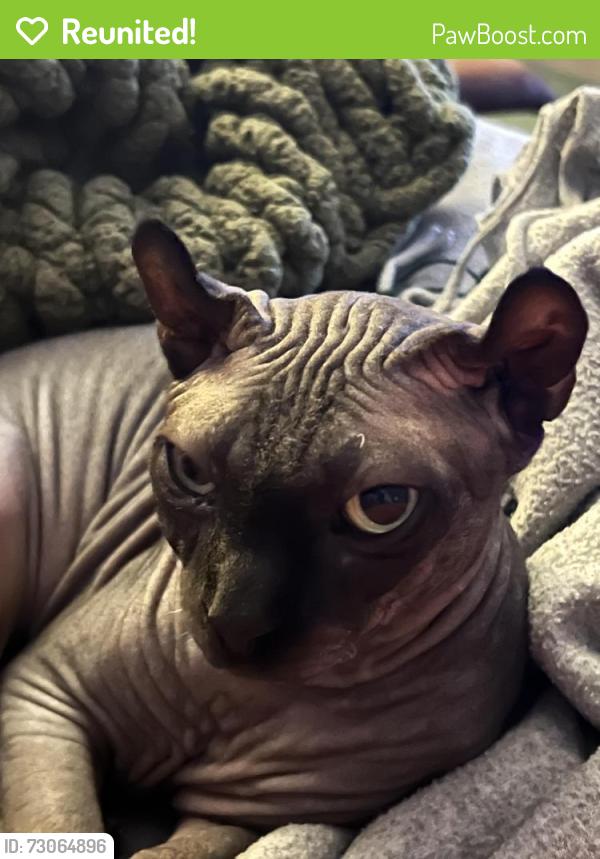 Reunited Female Cat last seen Richmond and Ann Arbor - Briarmeadow , Houston, TX 77063