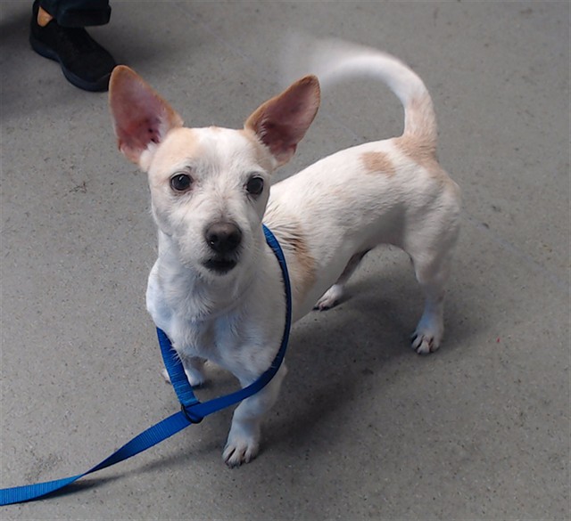 Shelter Stray Male Dog last seen , 1419 Bryant St, San Francisco, CA 94103, USA