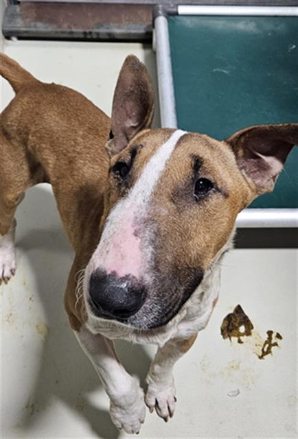 Shelter Stray Male Dog last seen Near BLOCK LOS CANTOS AVE, ARVIN CA 93203, 3951 Fruitvale Ave, Bakersfield, CA 93308, USA
