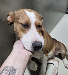 Shelter Stray Female Dog last seen Near BLOCK BUENA VISTA BLVD, ARVIN CA 93307, 3951 Fruitvale Ave, Bakersfield, CA 93308, USA