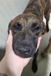 Shelter Stray Male Dog last seen Near BLOCK J ST, CALIENTE CA 93518, 3951 Fruitvale Ave, Bakersfield, CA 93308, USA