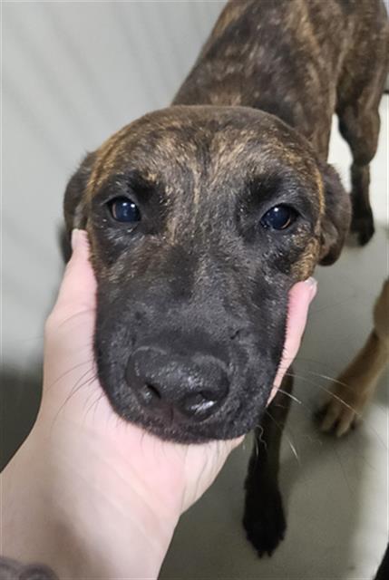 Shelter Stray Male Dog last seen Near BLOCK J ST, CALIENTE CA 93518, 3951 Fruitvale Ave, Bakersfield, CA 93308, USA