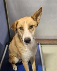Shelter Stray Male Dog last seen Near BLOCK LEXINGTON AVE, BAKERSFIELD CA 93306, 3951 Fruitvale Ave, Bakersfield, CA 93308, USA