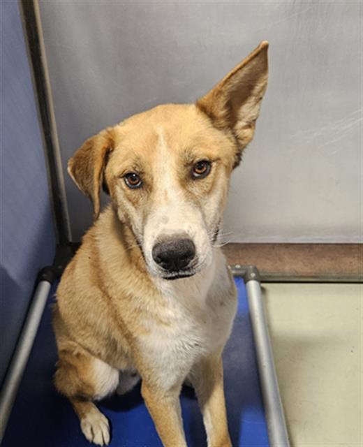 Shelter Stray Male Dog last seen Near BLOCK LEXINGTON AVE, BAKERSFIELD CA 93306, 3951 Fruitvale Ave, Bakersfield, CA 93308, USA
