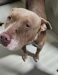 Shelter Stray Female Dog last seen Near BLOCK LEONARD AVE, WASCO CA 93280, 3951 Fruitvale Ave, Bakersfield, CA 93308, USA