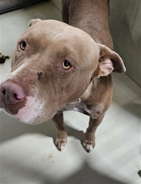 Shelter Stray Female Dog last seen Near BLOCK LEONARD AVE, WASCO CA 93280, 3951 Fruitvale Ave, Bakersfield, CA 93308, USA
