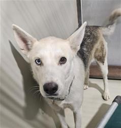 Shelter Stray Female Dog last seen Near BLOCK KENTUCKY ST, BAKERSFIELD CA 93306, 3951 Fruitvale Ave, Bakersfield, CA 93308, USA