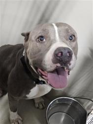 Shelter Stray Female Dog last seen Near BLOCK VIRGINIA AVE, BAKERSFIELD CA 93307, 3951 Fruitvale Ave, Bakersfield, CA 93308, USA