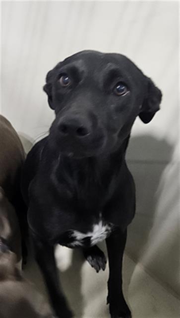 Shelter Stray Female Dog last seen Near BLOCK PALOMINO DR, BAKERSFIELD CA 93306, 3951 Fruitvale Ave, Bakersfield, CA 93308, USA