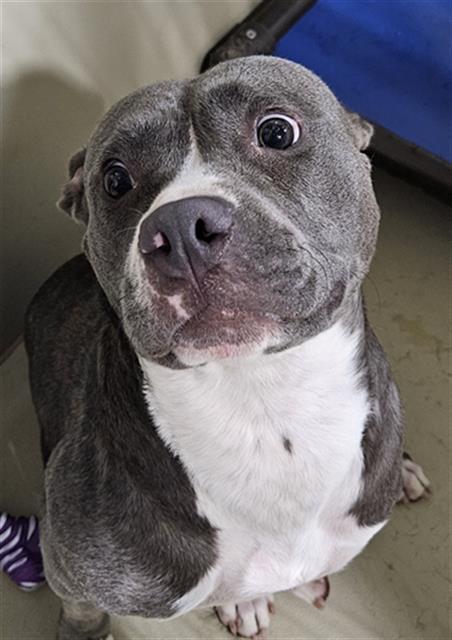 Shelter Stray Female Dog last seen Near BLOCK SHATTUCK AVE, TAFT CA 93268, 3951 Fruitvale Ave, Bakersfield, CA 93308, USA