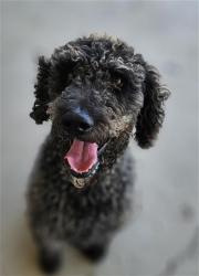 Shelter Stray Male Dog last seen Near BLOCK TALLUS RANCH DR, BAKERSFIELD CA 93314, 3951 Fruitvale Ave, Bakersfield, CA 93308, USA