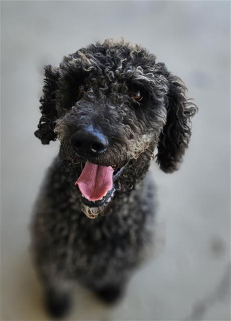 Shelter Stray Male Dog last seen Near BLOCK TALLUS RANCH DR, BAKERSFIELD CA 93314, 3951 Fruitvale Ave, Bakersfield, CA 93308, USA
