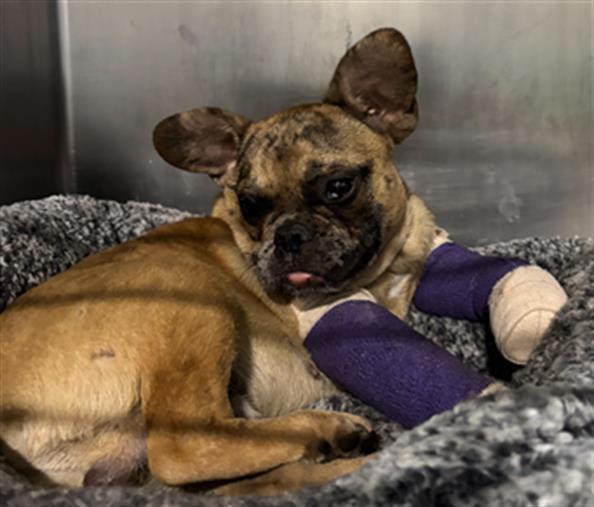 Shelter Stray Male Dog last seen Near BLOCK EUCALYPTUS DR, BAKERSFIELD CA 93306, 3951 Fruitvale Ave, Bakersfield, CA 93308, USA