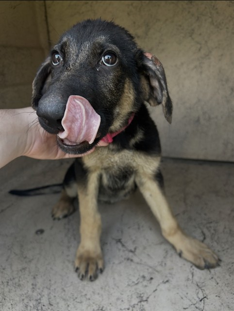 Shelter Stray Female Dog last seen Near BLOCK HILLVIEW AVE, 3528 Newburg Rd, Louisville, KY 40218, USA