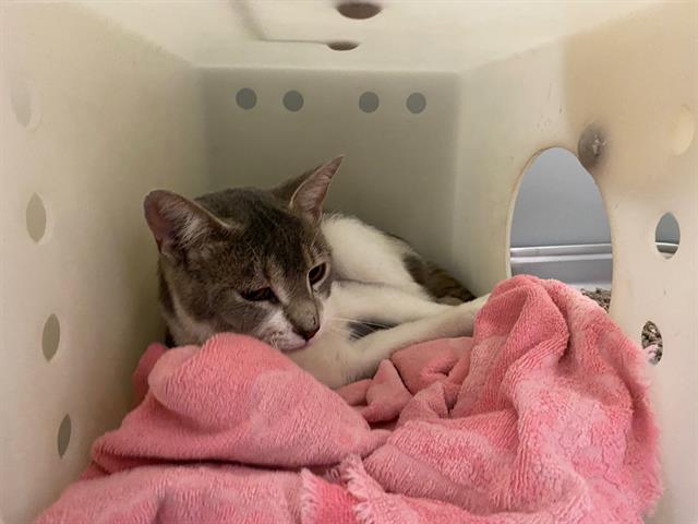 Shelter Stray Female Cat last seen Near BLOCK S 32ND ST, 3839 W Burnham St, West Milwaukee, WI 53215, USA