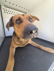 Shelter Stray Male Dog last seen Near BLK UNIVERSITY AV, BAKERSFIELD CA, 201 S Mt Vernon Ave, Bakersfield, CA 93307, USA