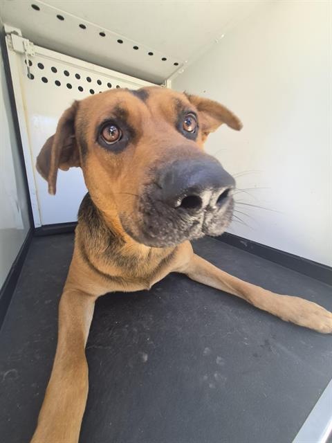 Shelter Stray Male Dog last seen Near BLK UNIVERSITY AV, BAKERSFIELD CA, 201 S Mt Vernon Ave, Bakersfield, CA 93307, USA