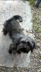 Lost Female Dog last seen Near Eagle ridge, San Antonio, TX 78228
