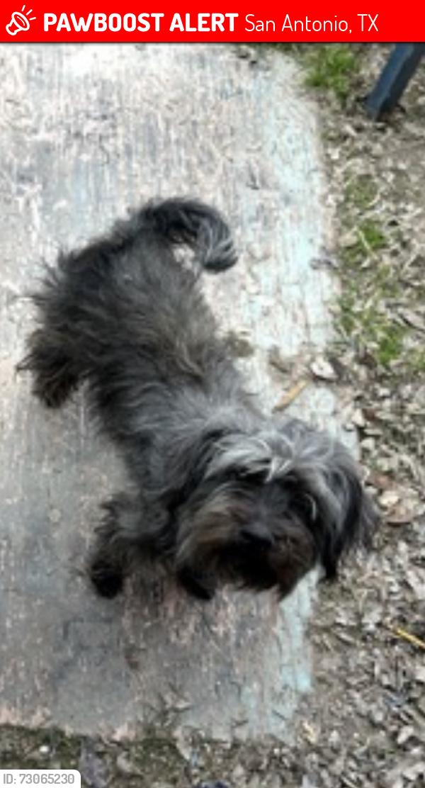 Lost Female Dog last seen Near Eagle ridge, San Antonio, TX 78228