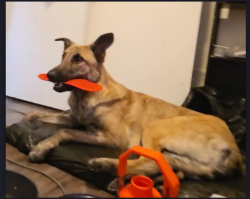 Lost Male Dog last seen 9th and Harrison San Francisco , San Francisco, CA 94103