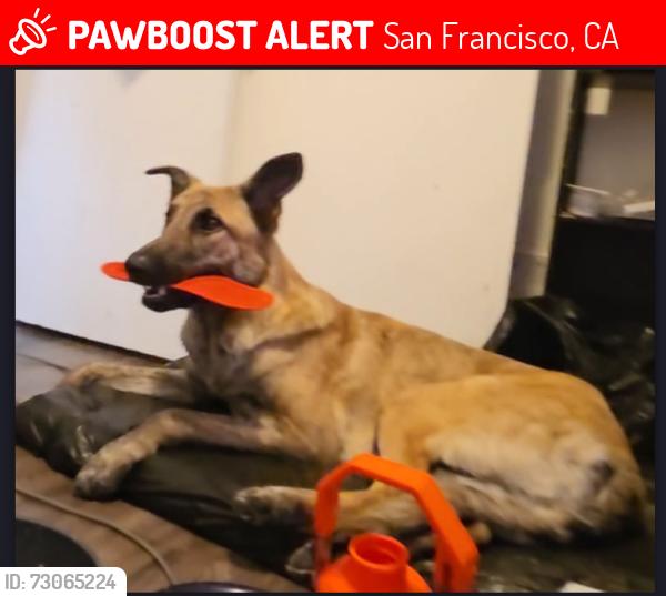 Lost Male Dog last seen 9th and Harrison San Francisco , San Francisco, CA 94103